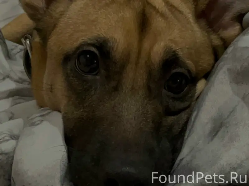 Пропал рыжий с чёрным пёс Перс