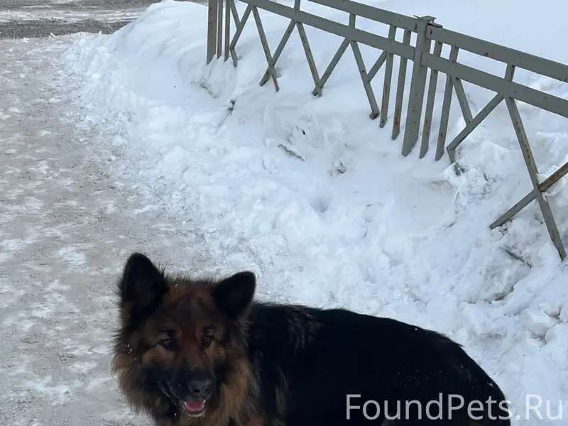Пропал пёс овчарка, Сипайлово, Уфа