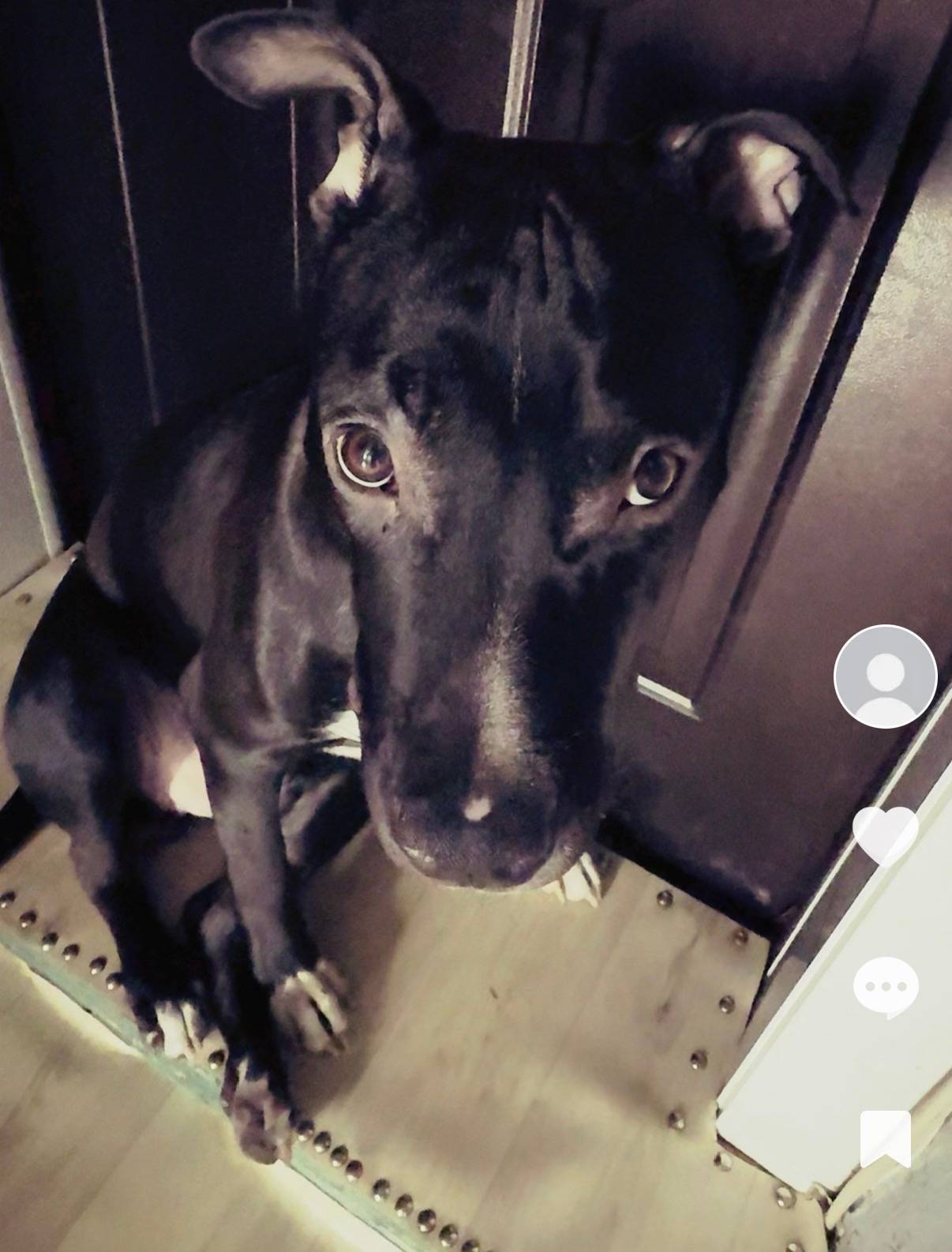 Пропал амстафф Рей, Дзержинский район