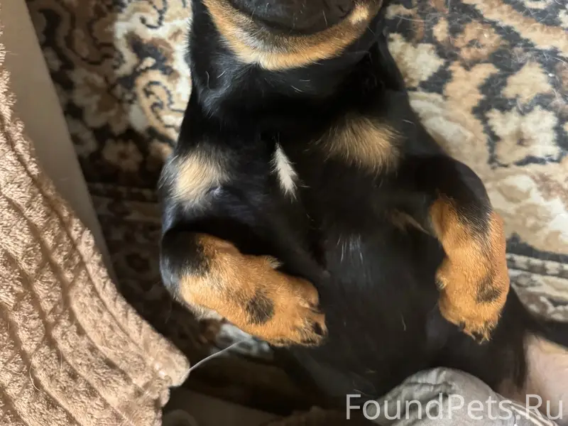 Пропал Бетман, собака с зелёным ошейником, Черёмушки