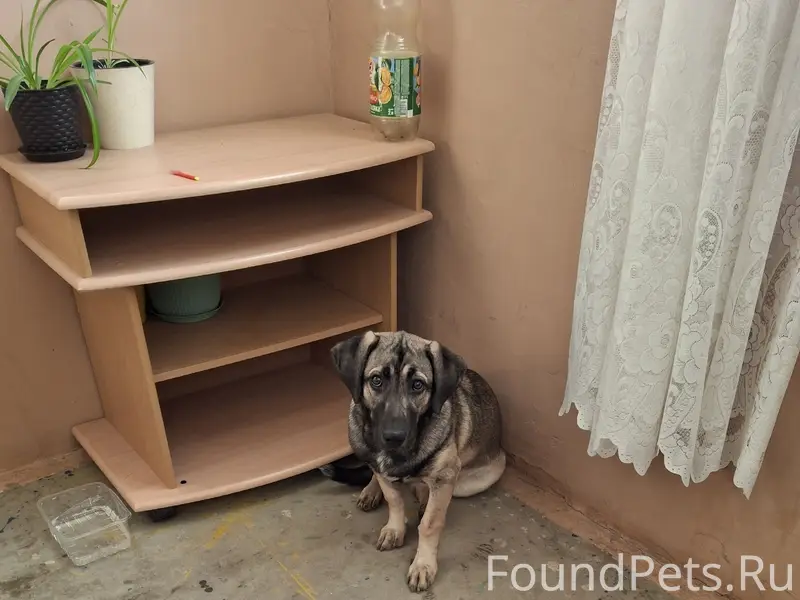 Найденна собака, Волжский, район Волгамолла