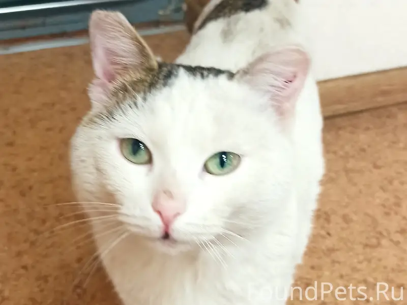 Найдена кошка без хвоста, Энергосеть