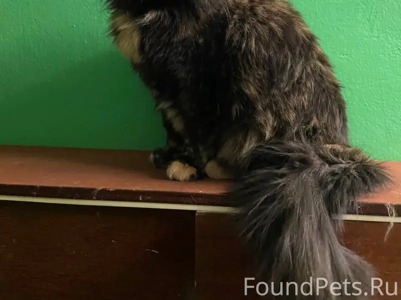 Пропала кошка, Чебоксары, ул. Мате Залка