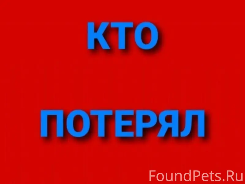 Найден пёс, деревня Гавшино