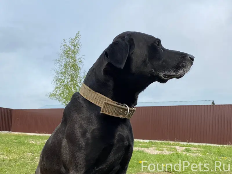 Пропал пёс Риччи, деревня Васильевское