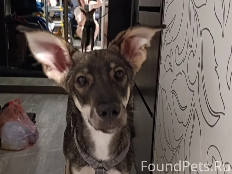 Найден щенок Альф, Кировский район