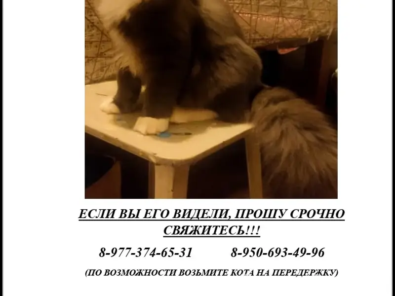 Пропал кот Куся, Советский р-н