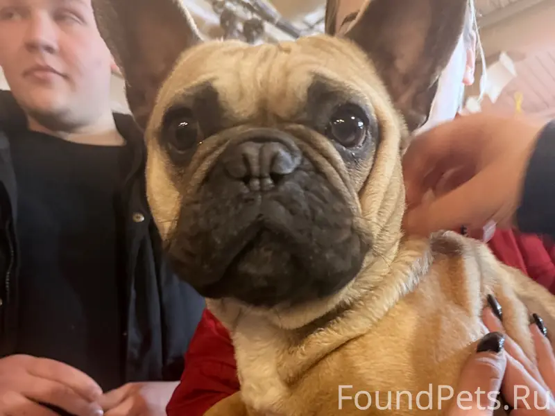Найден французский бульдог, район Собачевки, Пятигорск