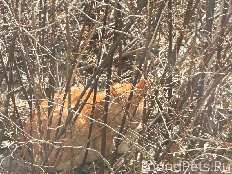 Найден рыжий кот, район пл. Славы