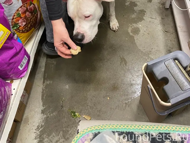 Найден молодой пёс