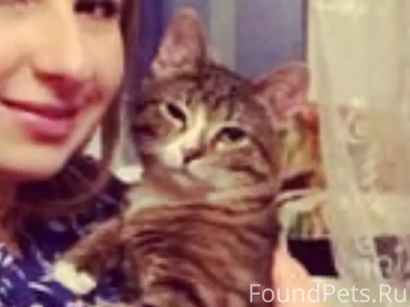 Пропал кот, серый полосатый, ул. 8 Марта