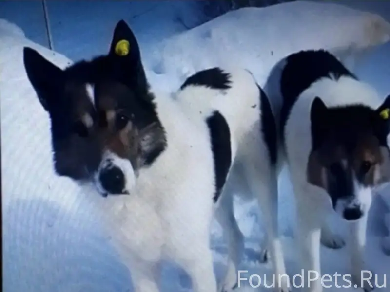 Пропали собаки Мухтар и Стрелка