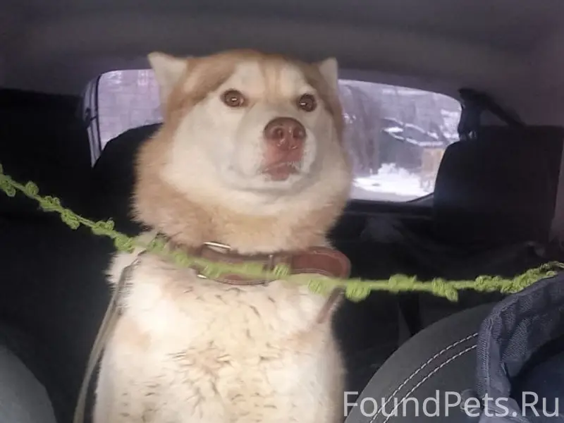 Пропал хаски Арчи, Малоярославец