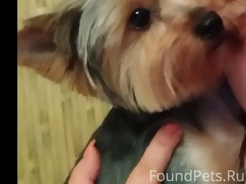 Пропала йоркширский терьер Маняша, район Фадеева