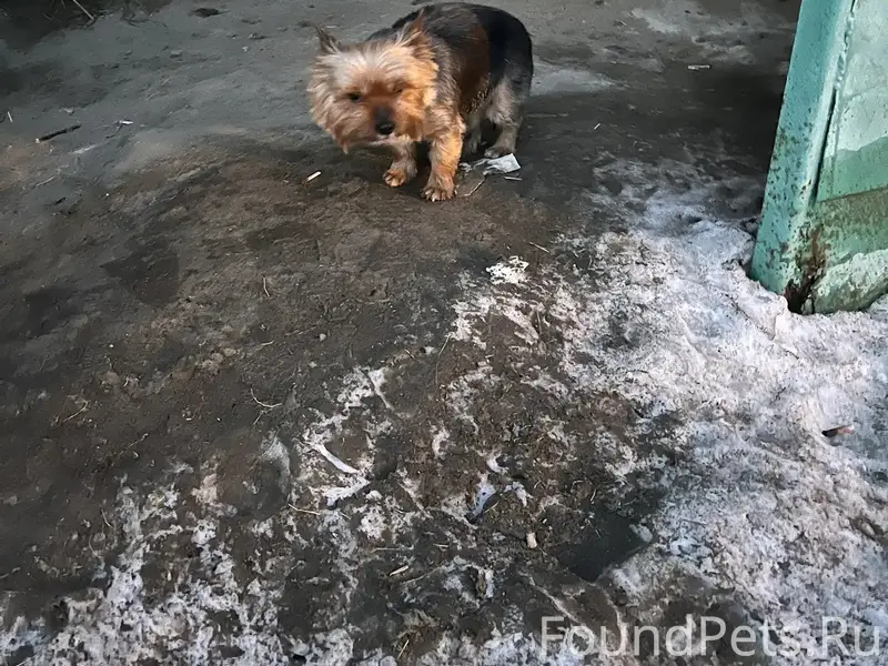 Пропал кобель, Увильды