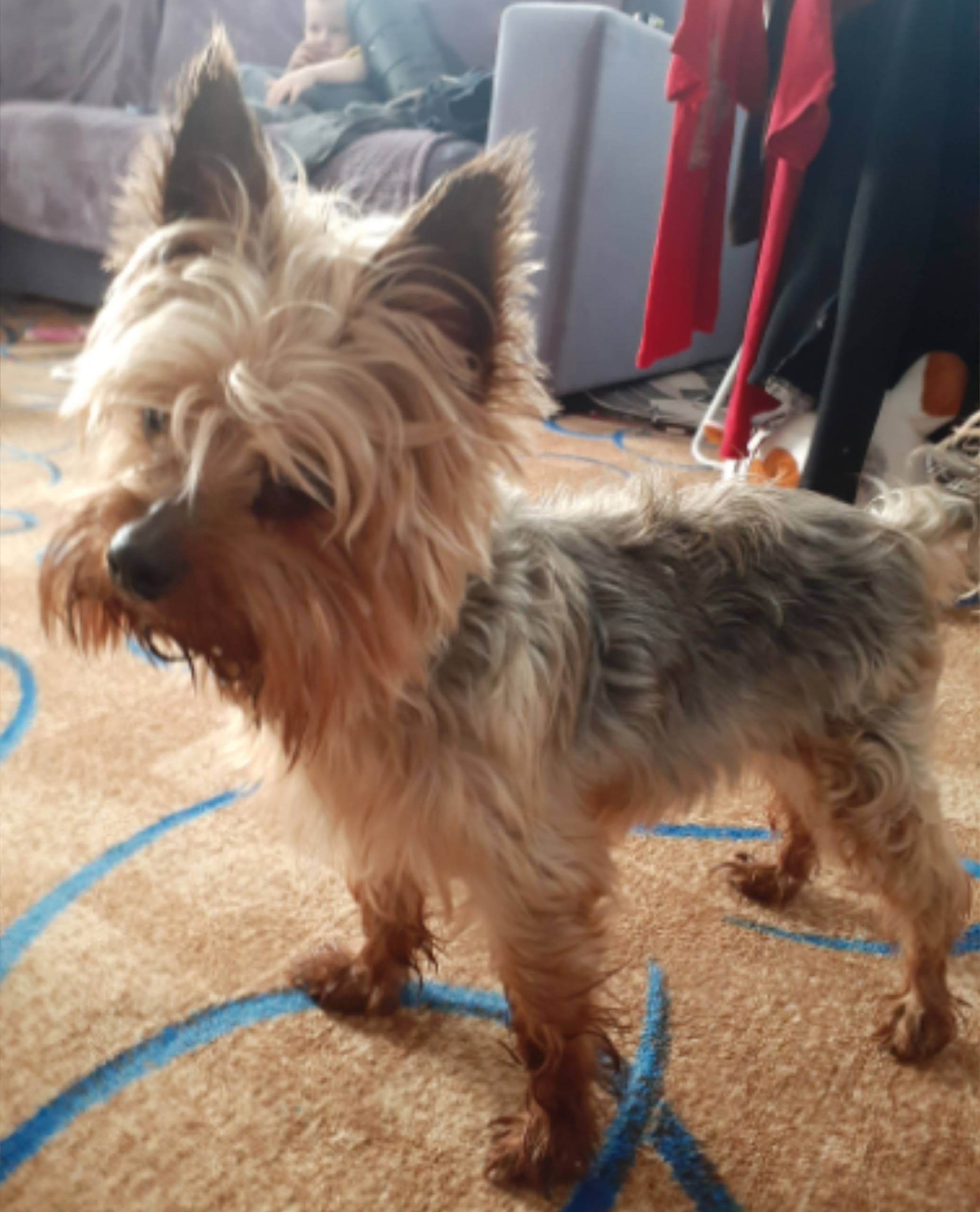 Пропала собака йоркширский терьер, без клички