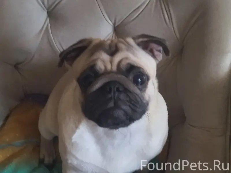 Пропал Пончик, район Шепчинки