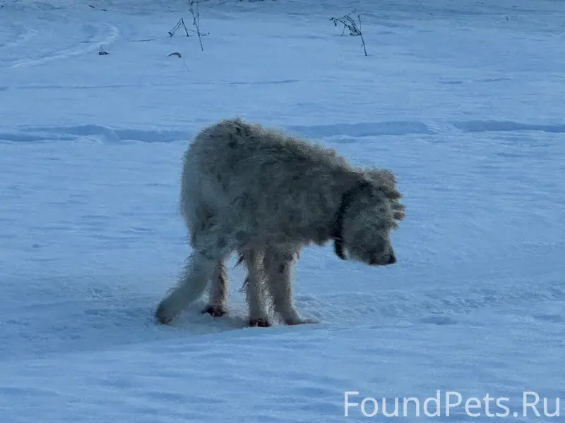 Пропала собака, у озера недалеко от 40-мучеников