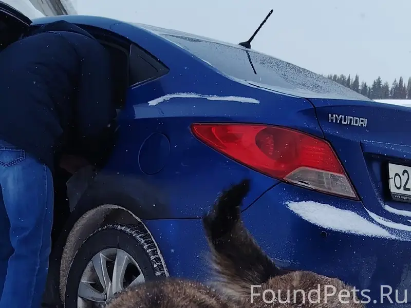 Найден умный и добрый пёс, район пмк