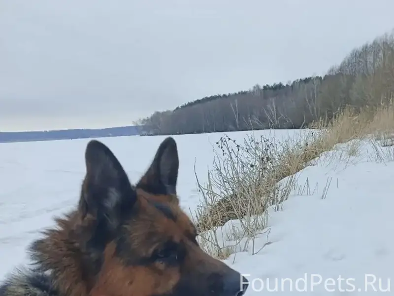Найден мальчик немецкая овчарка, Советский район