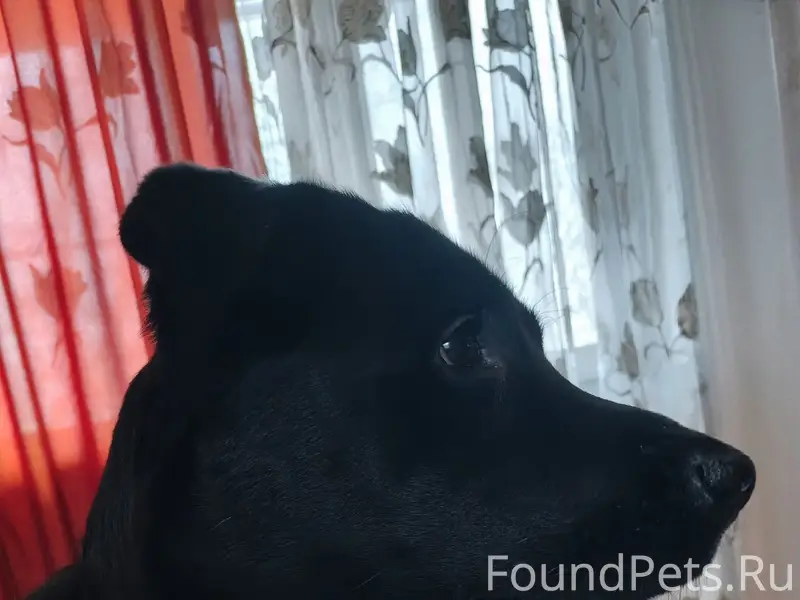 Пропал метис лабрадора Рик, Тихвин