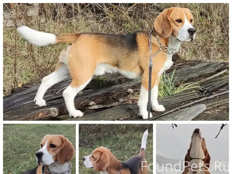 Пропал бигль Рагнар, посёлок Заречье Сараевского района