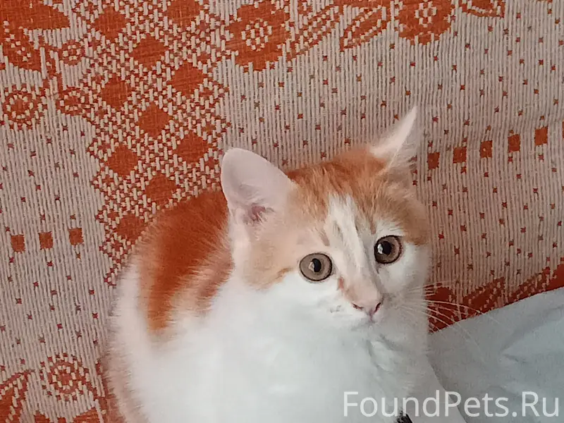 Пропал котёнок Мурзик, мкр. Центральный