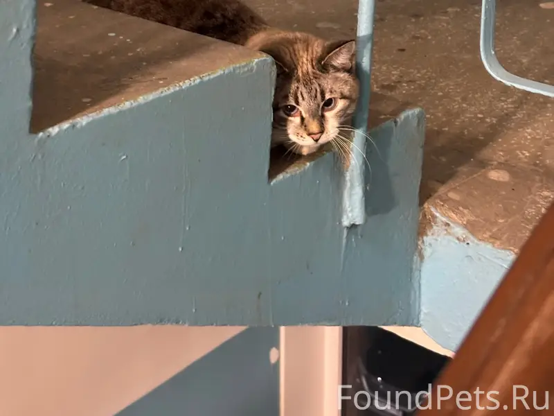 Найдена кошка, Вологодская 20