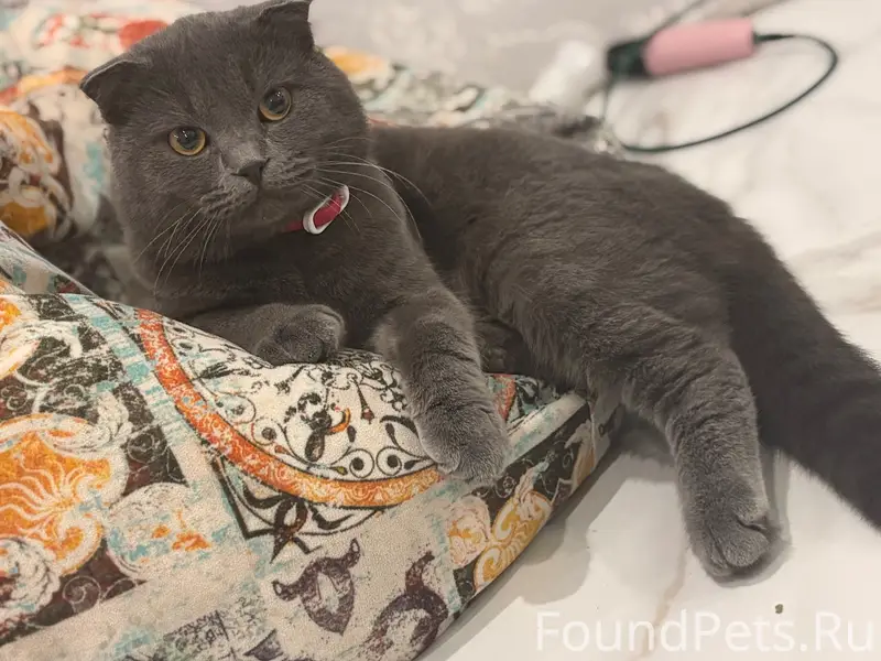 Пропал кот Симба, с. Тургеневка