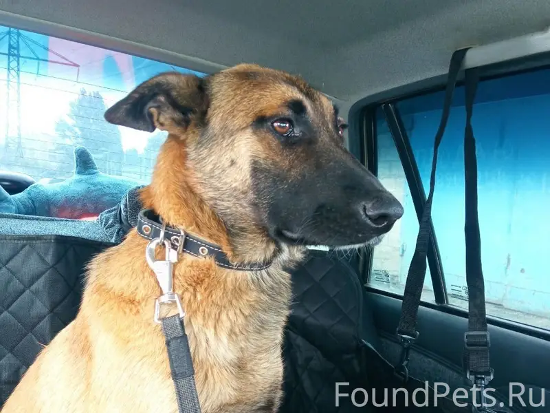 Пропала крупная собака Герда, с. Тепловка