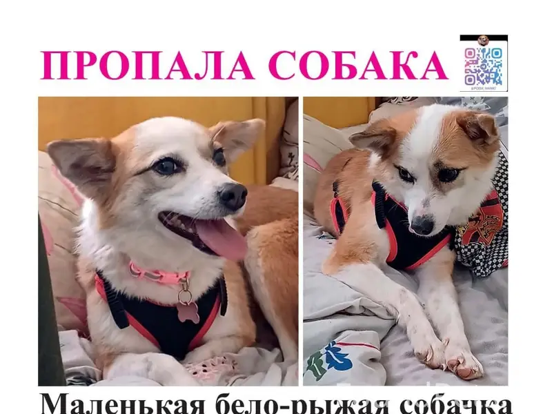 Пропала собака, нужна помощь в поиске