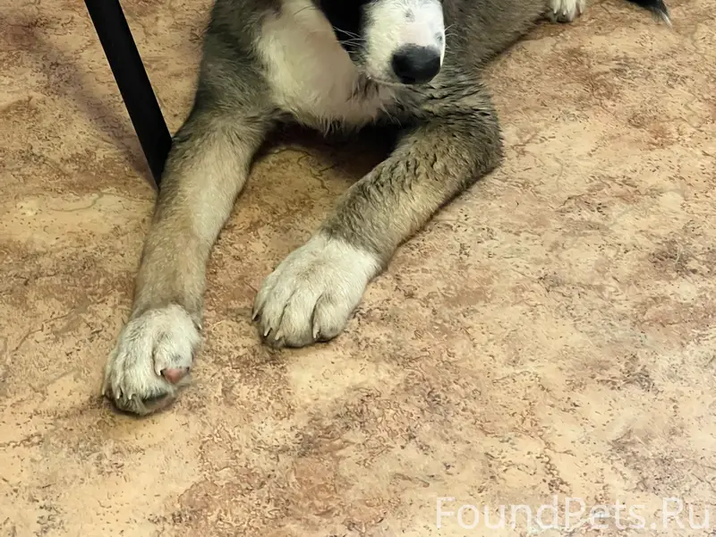 Найден щенок, Петразаводская 16а