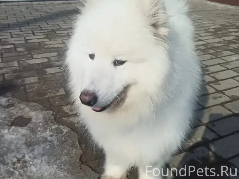 Найден пёс, Луховицы