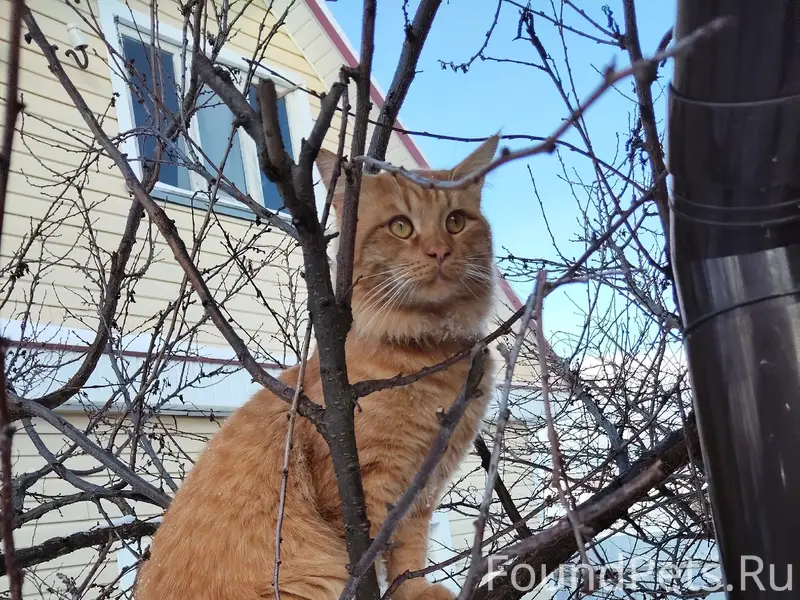 Пропал домашний кот, с. Чемодановка