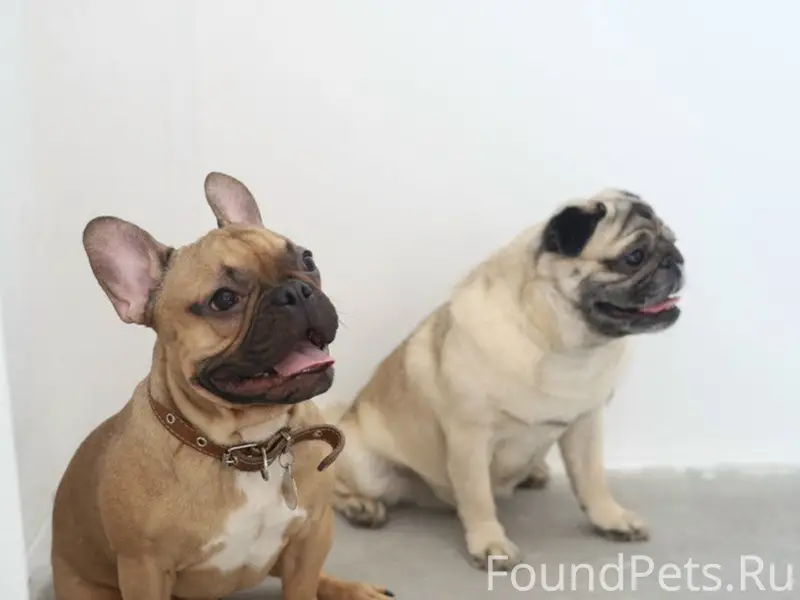Пропал французский бульдог Люцифер, Белоусово