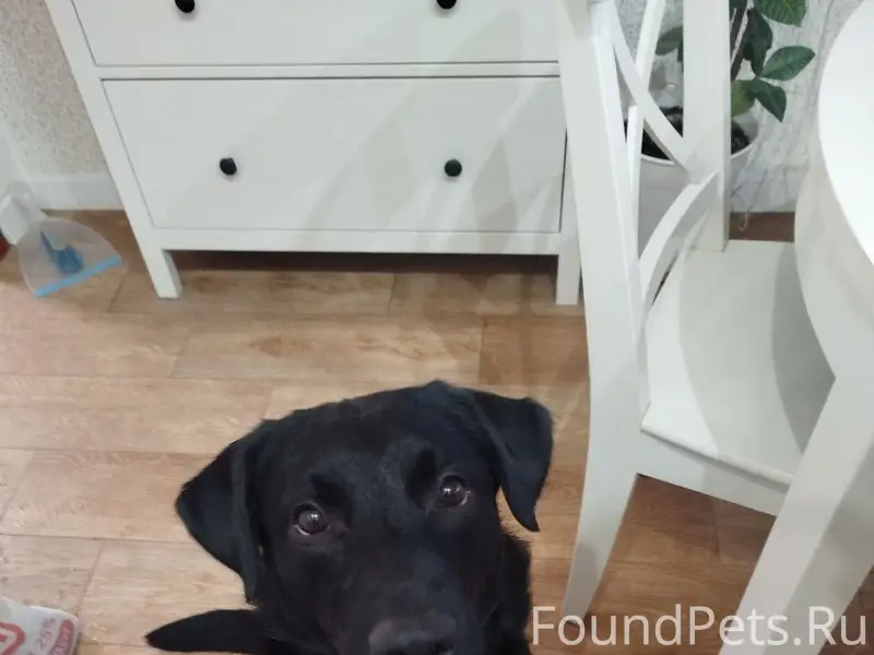 Найден метис лабрадора, Брагино