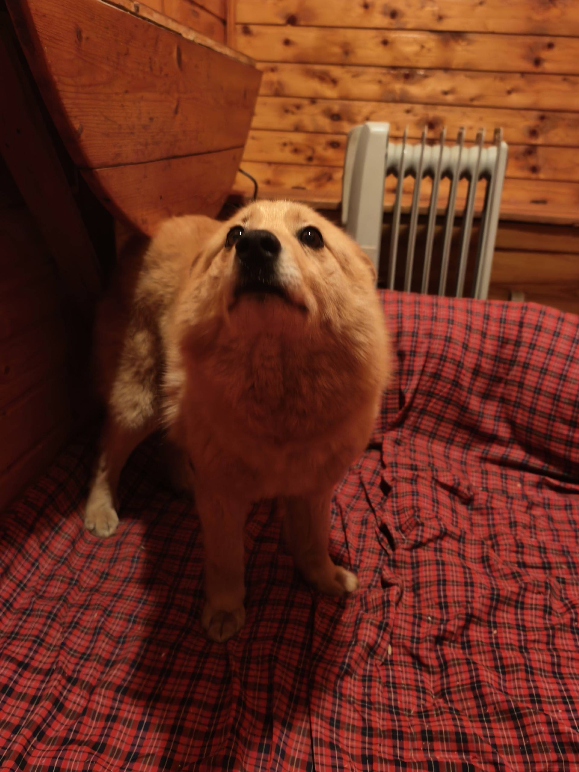 Найдена карело-финская лайка, без хозяина