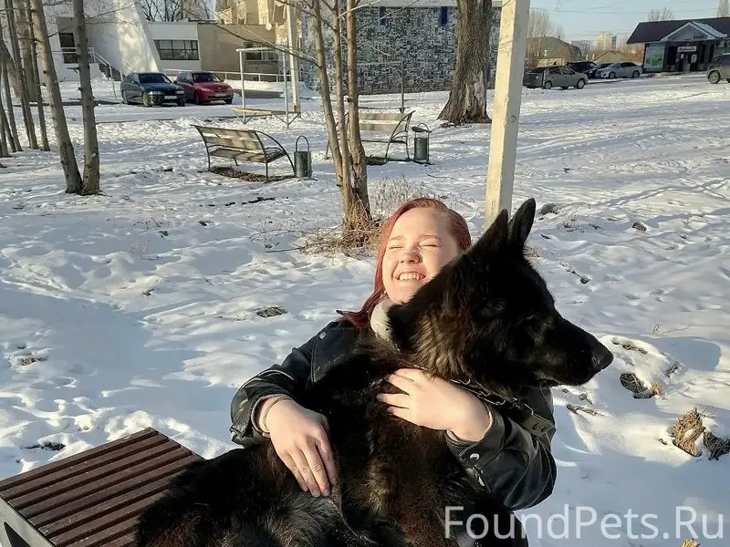 Пропал немецкая овчарка Бэрри, Самостоя