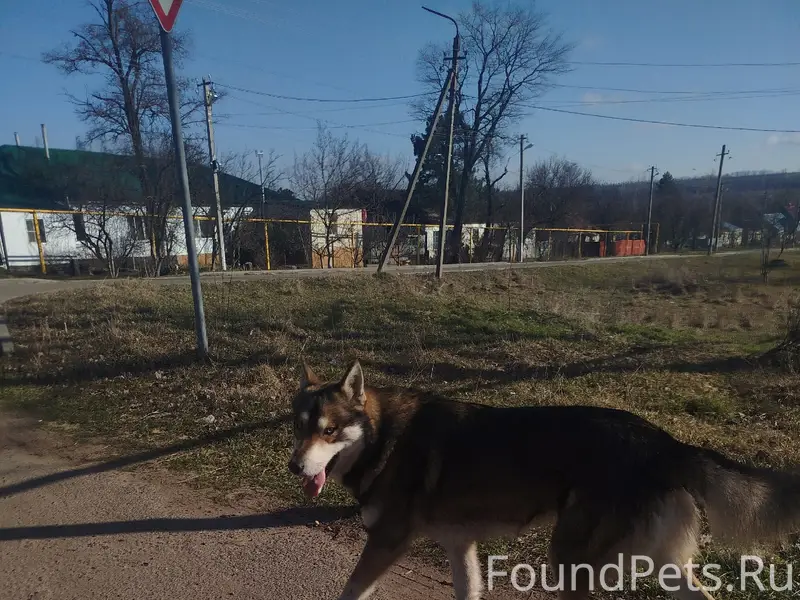 Найден хаски, Ставропольский край