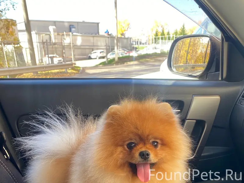 Пропал шпиц Мафи, район ул. Сергеева