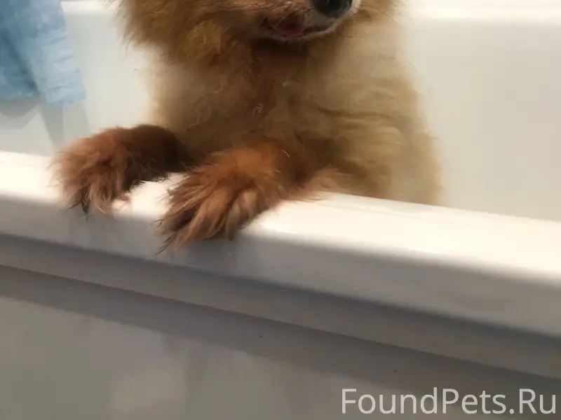 Найден шпиц, Кимры, улица Калинина