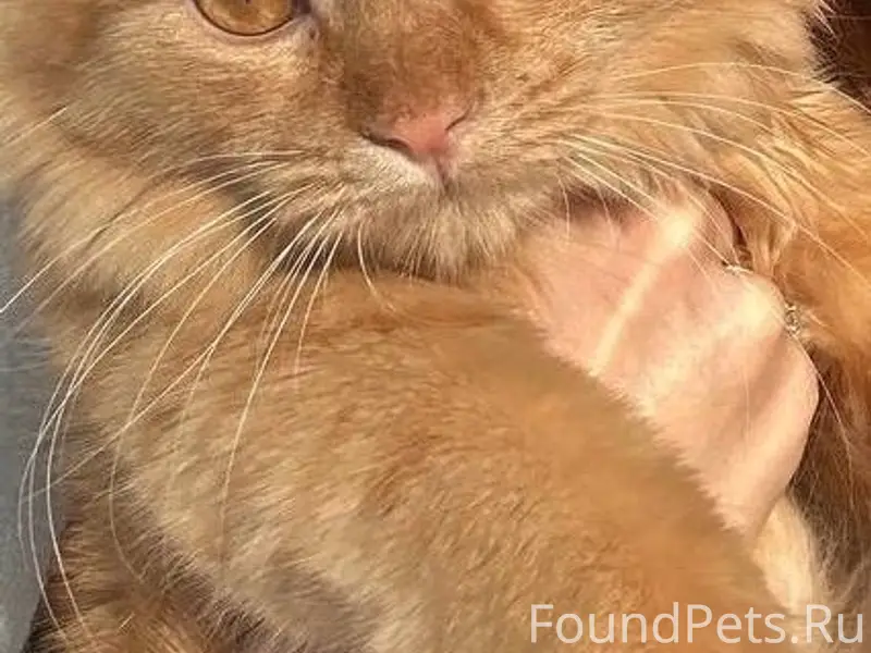 Пропала кошка Жужа, мкк