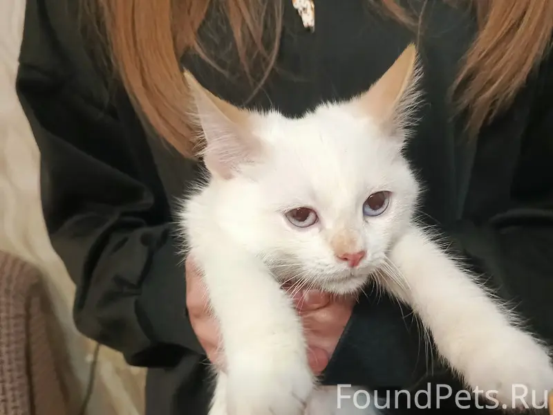 Найден котёнок, Пушкина около 3 школы