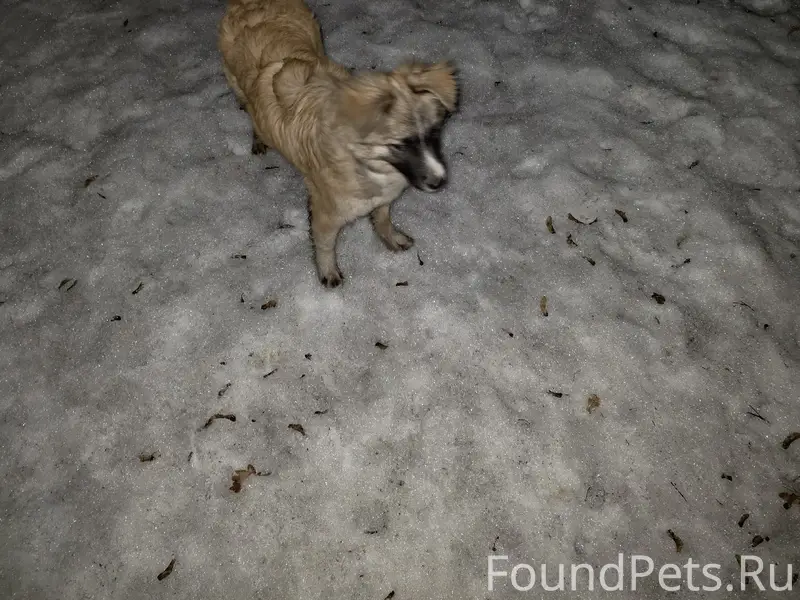 Найден щенок, парк Победы