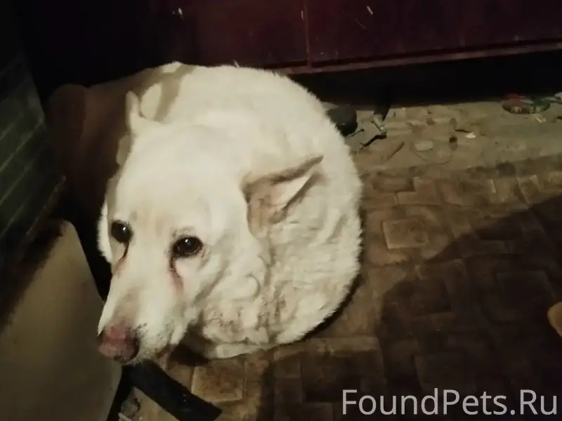 Пропала собака Берта