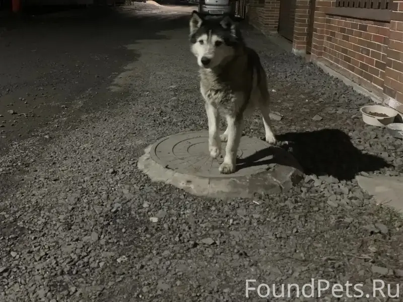Найден хаски, х. Красный Крым, Ростов-на-Дону