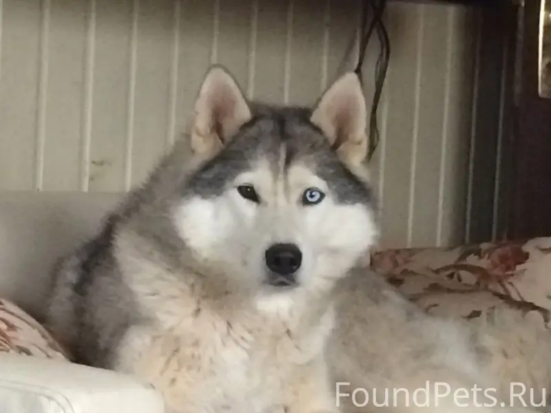 Пропала девочка хаски, серо-белая, разноглазая, д. Мелихово