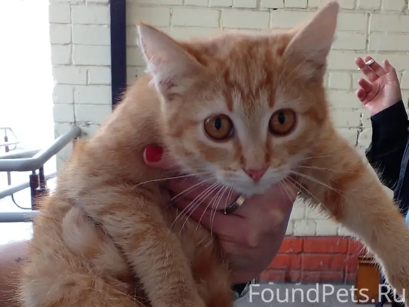 Найден котёнок, больница ЯЗДА