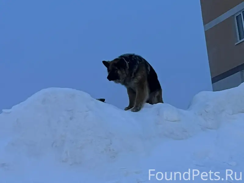 Пропали две большие собаки, [место не указано]