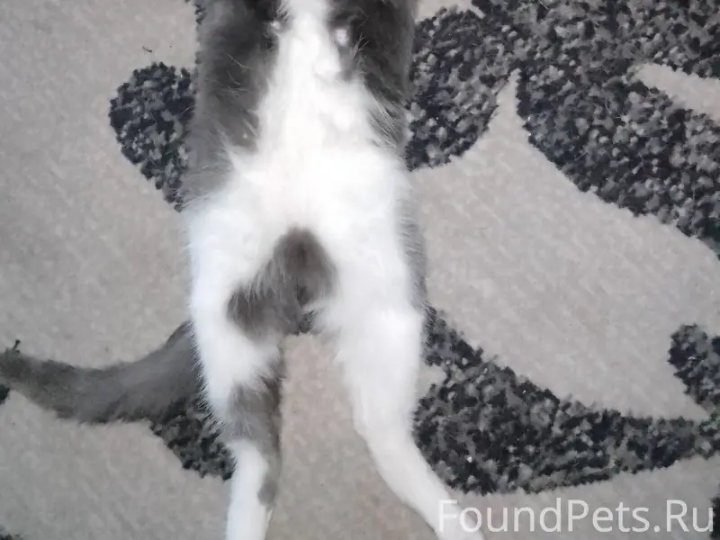 Пропал котёнок Битон